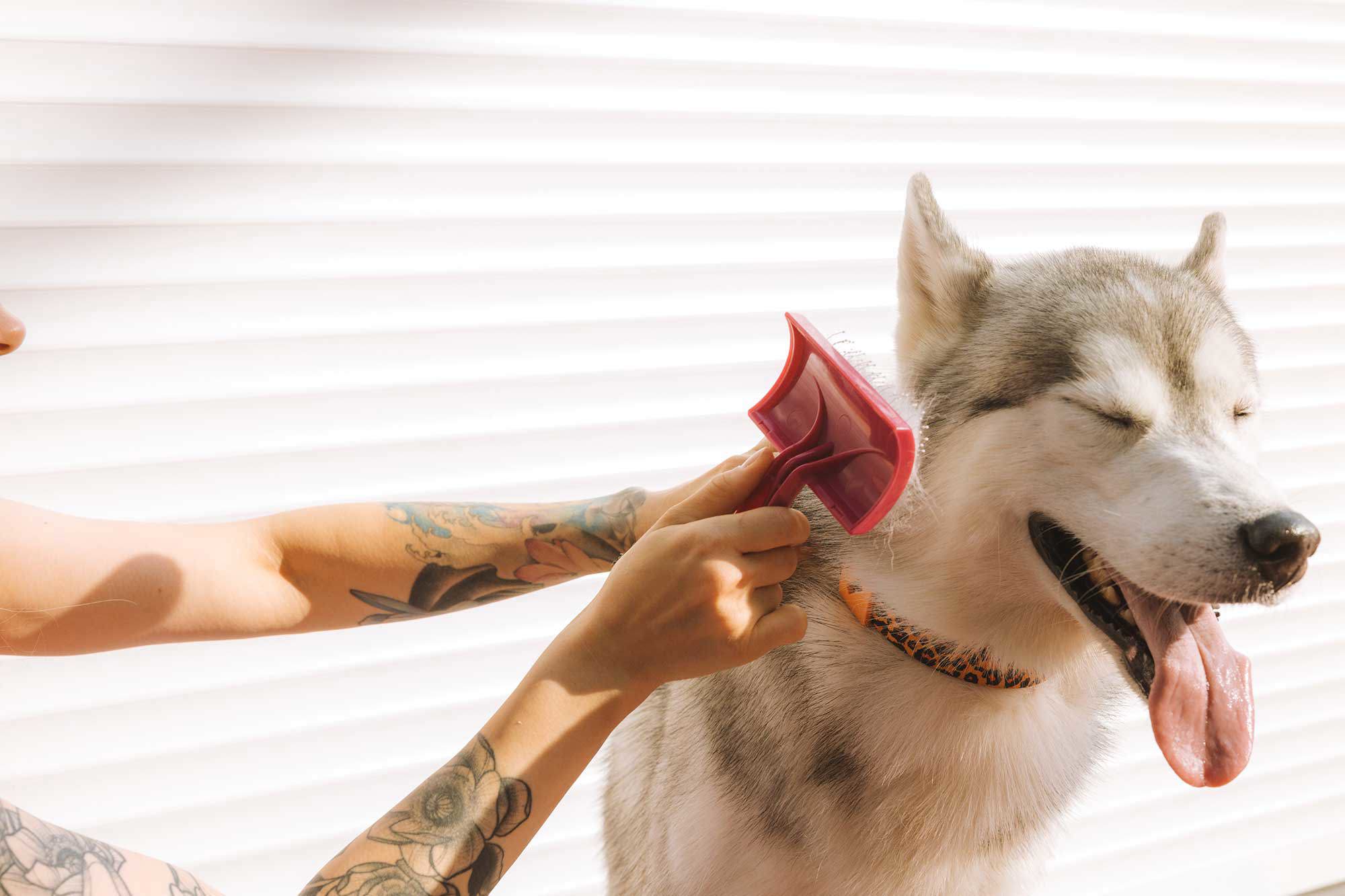 borsta hund, husdjur, människa som borstar en hund